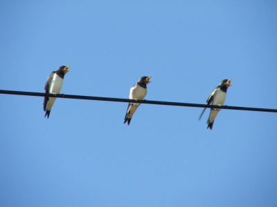 Trio...
