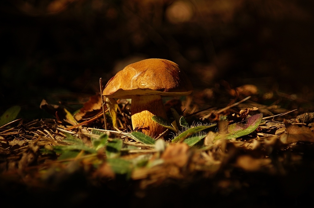 weź kij do ręki i chodź