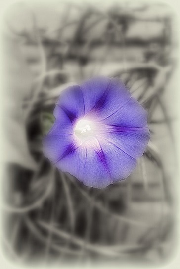 Niebieskie słoneczko