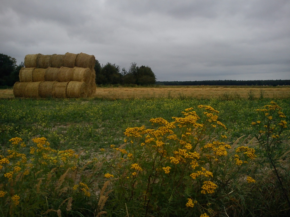 Pod stalowym niebiem