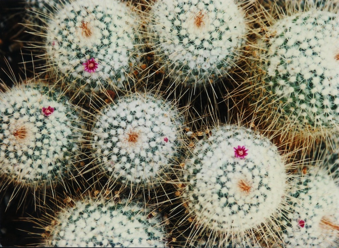 flowers and thorns
