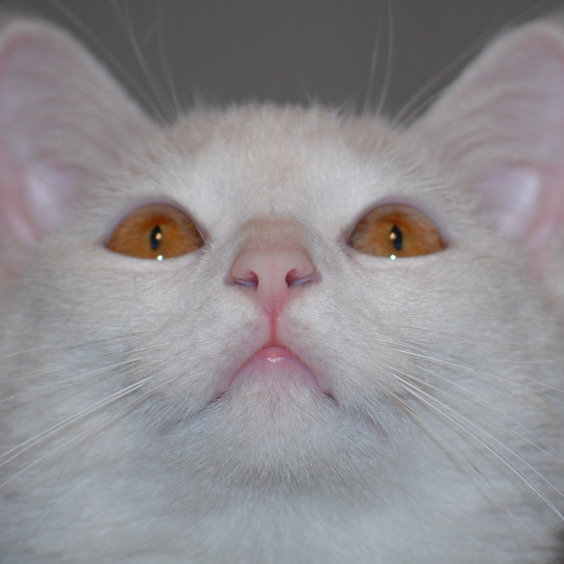 MIMI