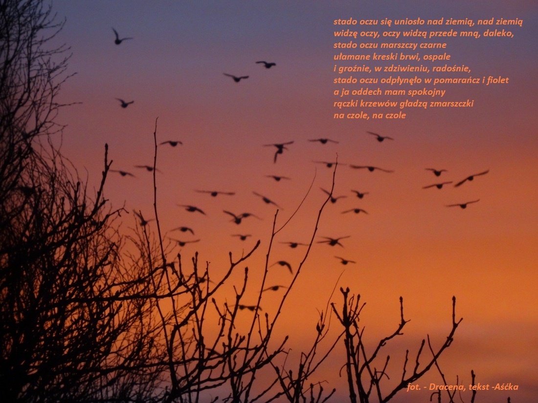 Nalotnie - Ptaki i krzewy