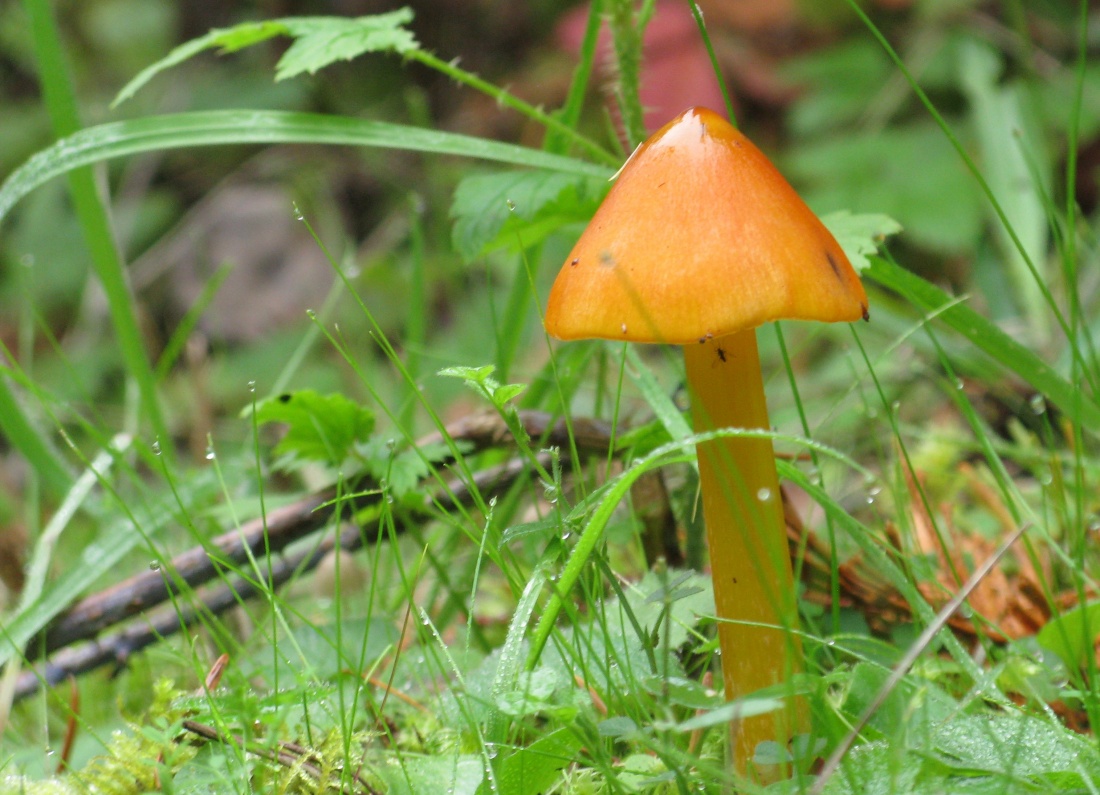 back yard 'shrooms