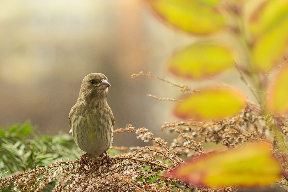 jak miło bez śniegu
