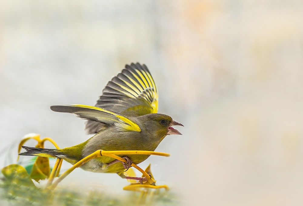 jestem szalony mówią mi