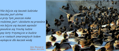 Fraszka na kaczkę
