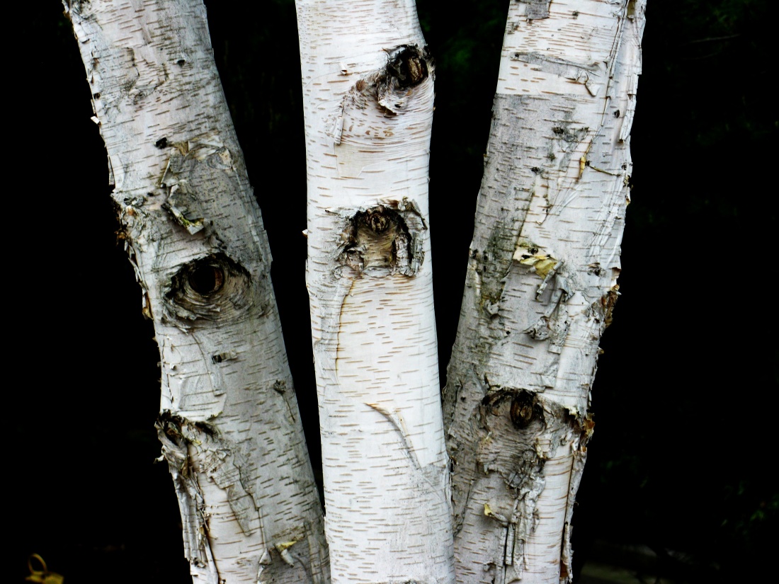 Birch Trees