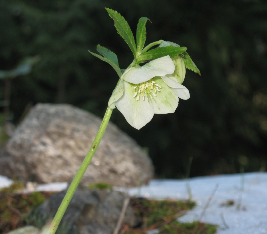 snow flower