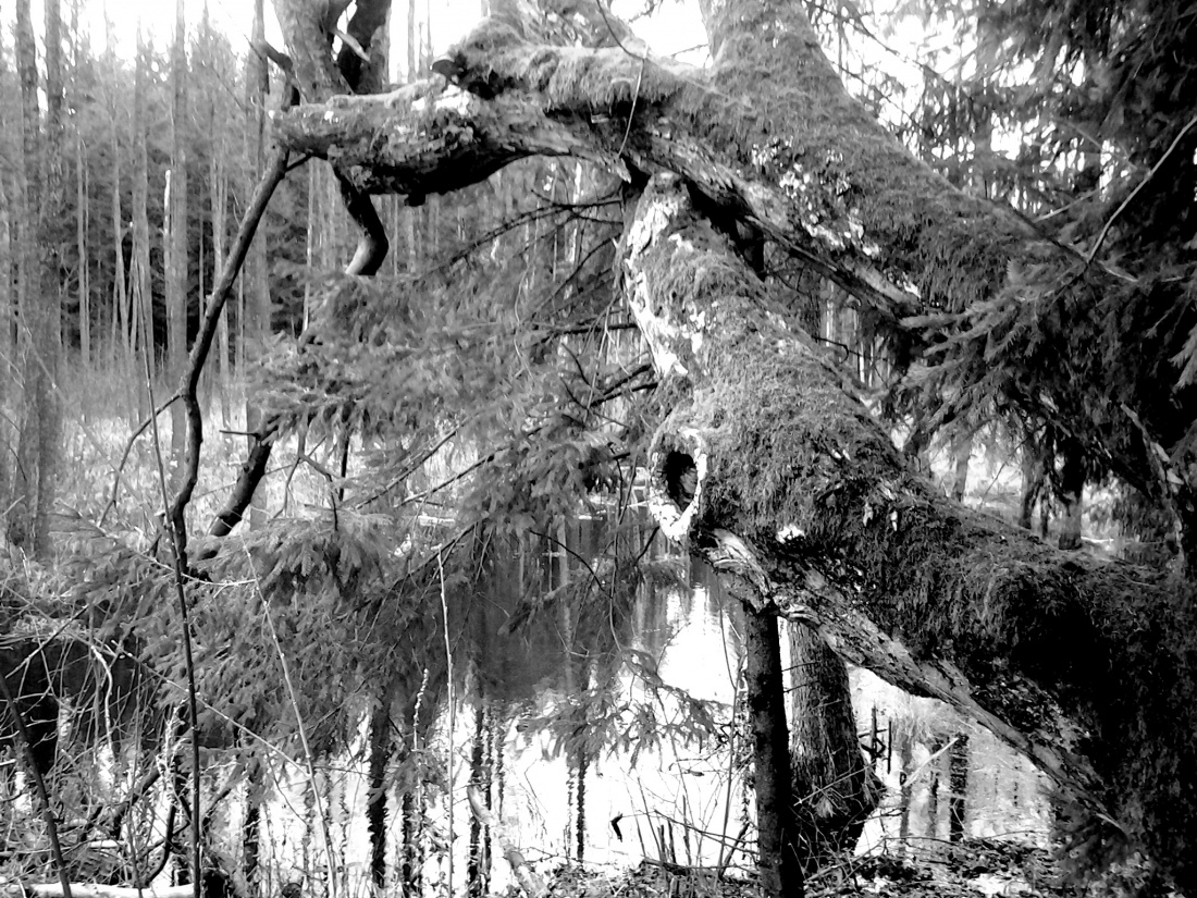 Pat­rzy­li na te sa­me góry, na te sa­me drze­wa, ale każde z nich widziało je inaczej [Paulo Coelho]