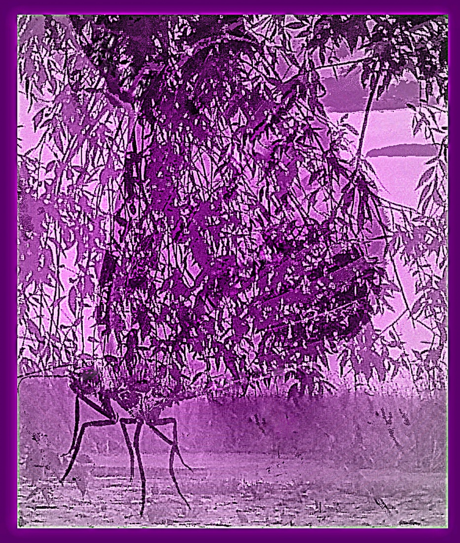 delikatność fioletu