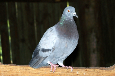 gołąbek