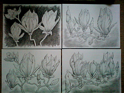 Magnolie - w szarościach!