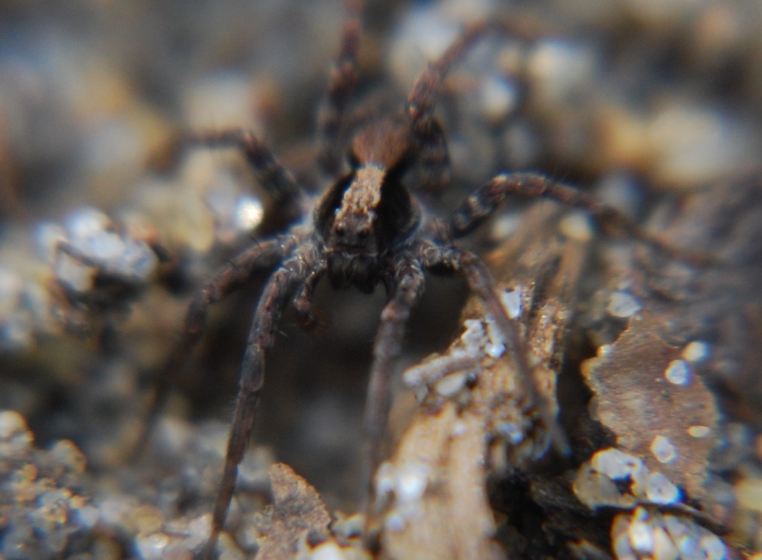 he itsy-bitsy spider went up the waterspout...