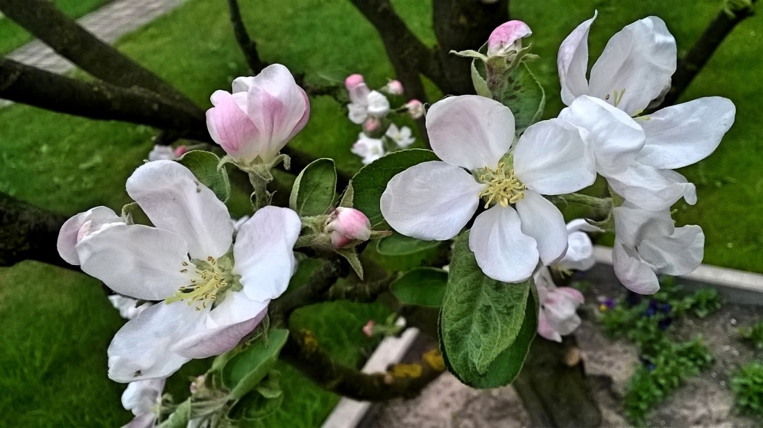 Wiosna pełną gębą