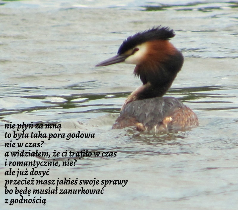 nie patrz takimi oczami, gdy ja już tylko zerkam jednym