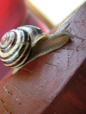 piękniś