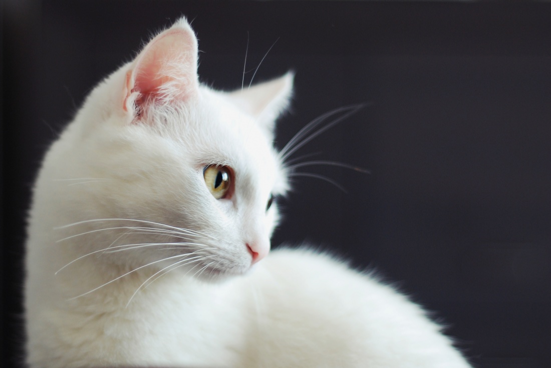 Mimi