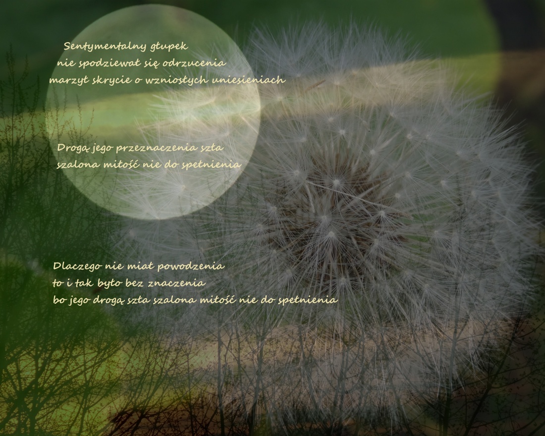 miłość nieoswojona