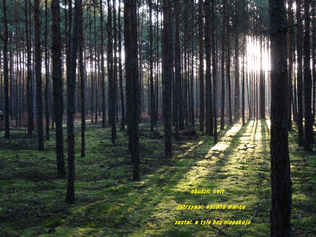 kiedy zaczyna się ciemność słowa nabierają ciekawości