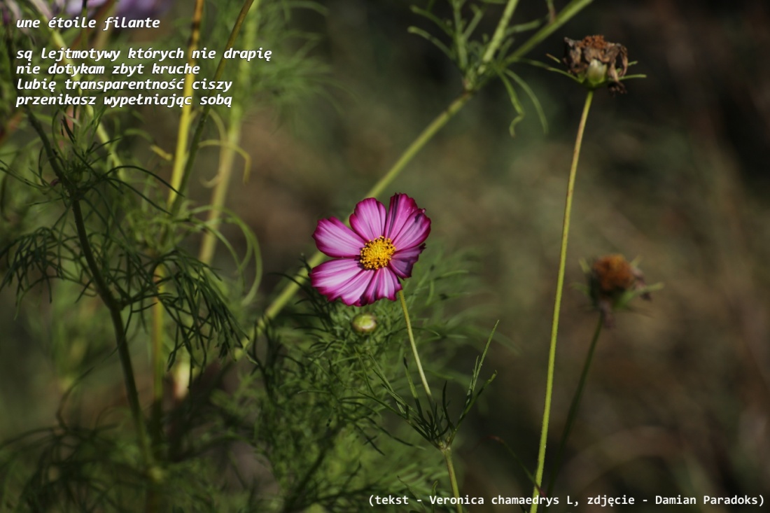 une étoile filante - gwiazda spadająca