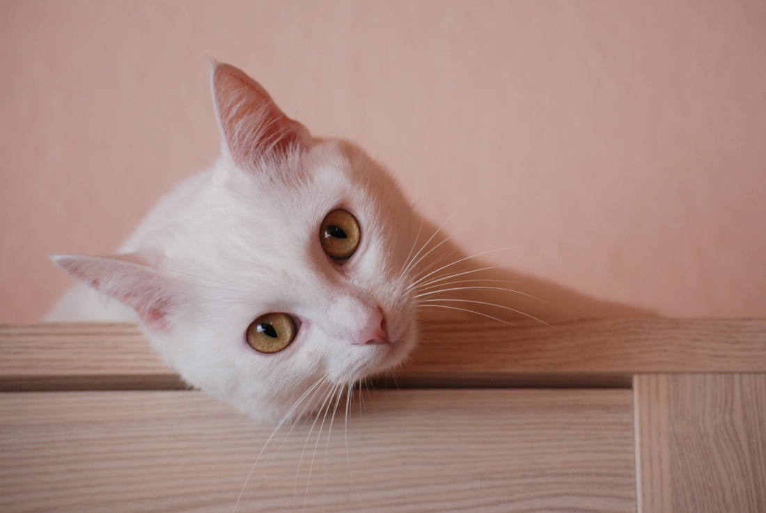 Mimi