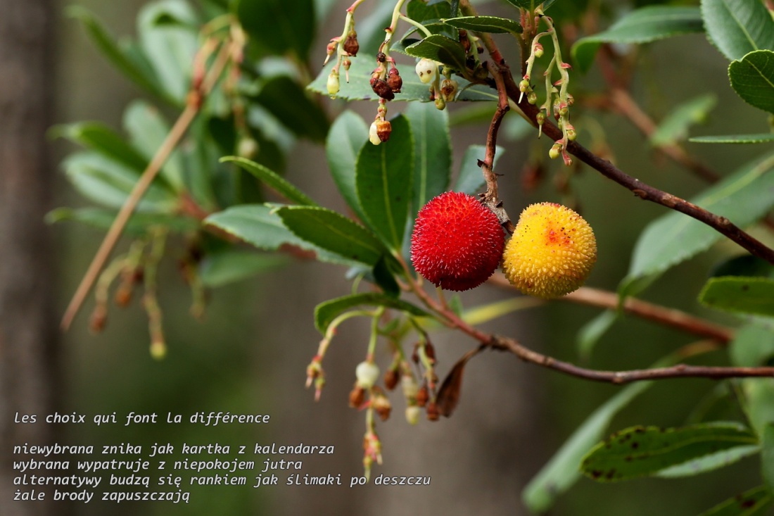 les choix qui font la différence - wybory które się liczą