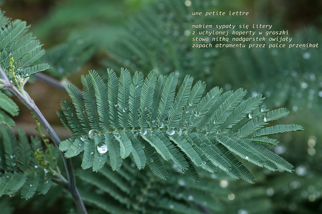 une petite lettre  - liścik