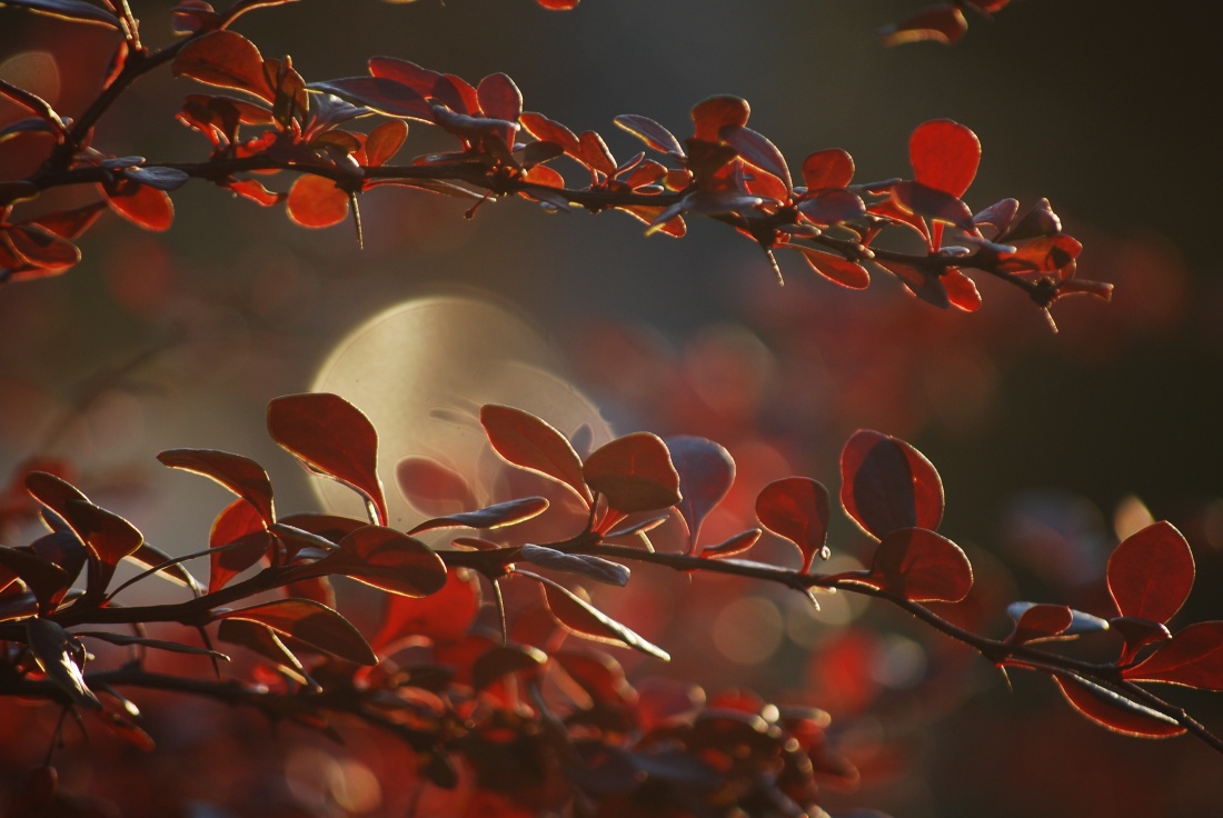 autumn