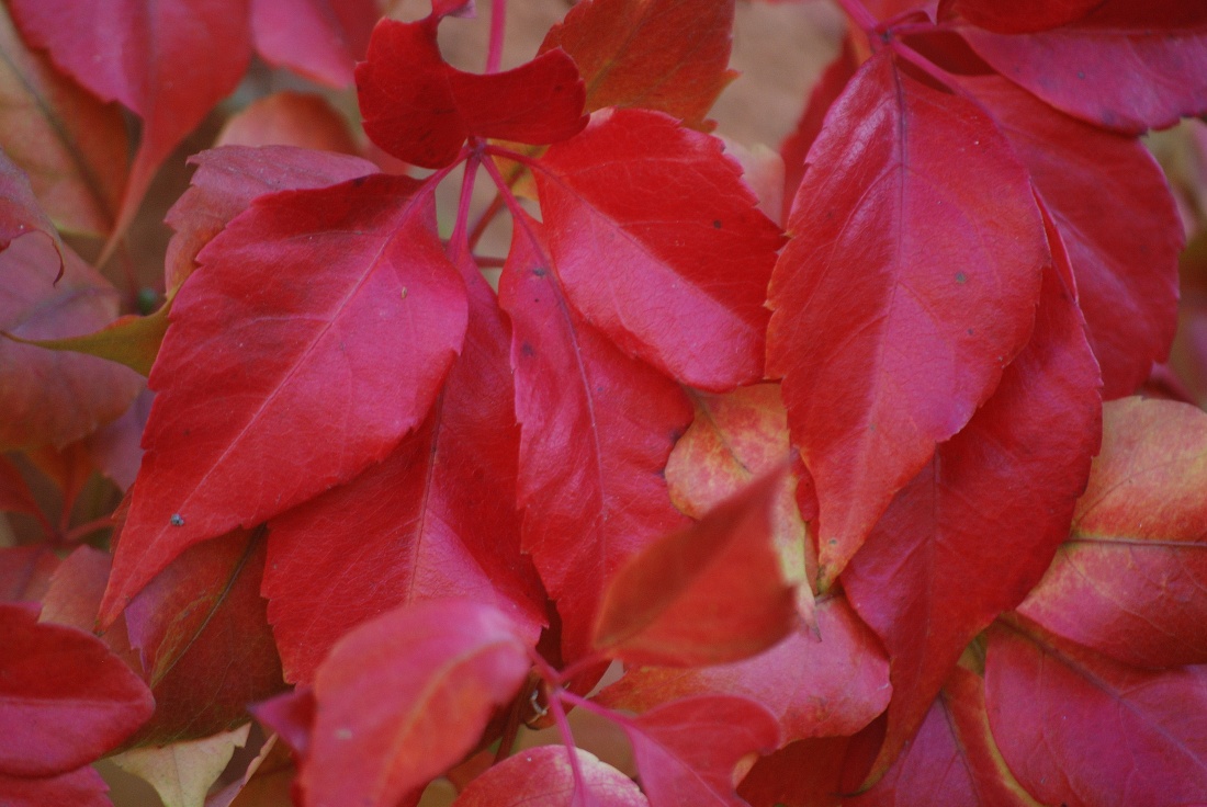 red