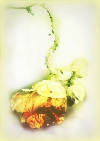 Fotografią malowane