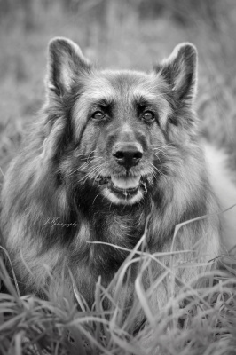 ...Ares...