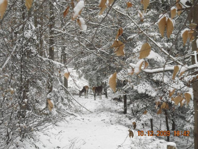 Góra Parkowa-Krynica