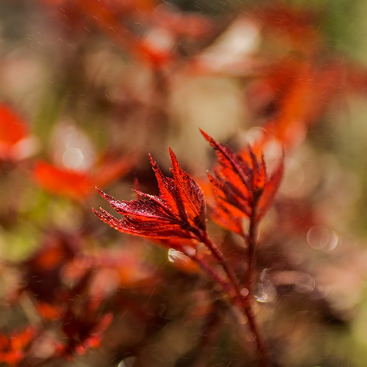 ogniste przebudzenie