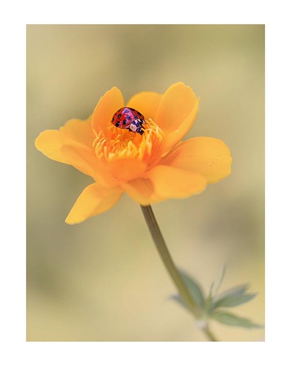 czerwone na żółtym