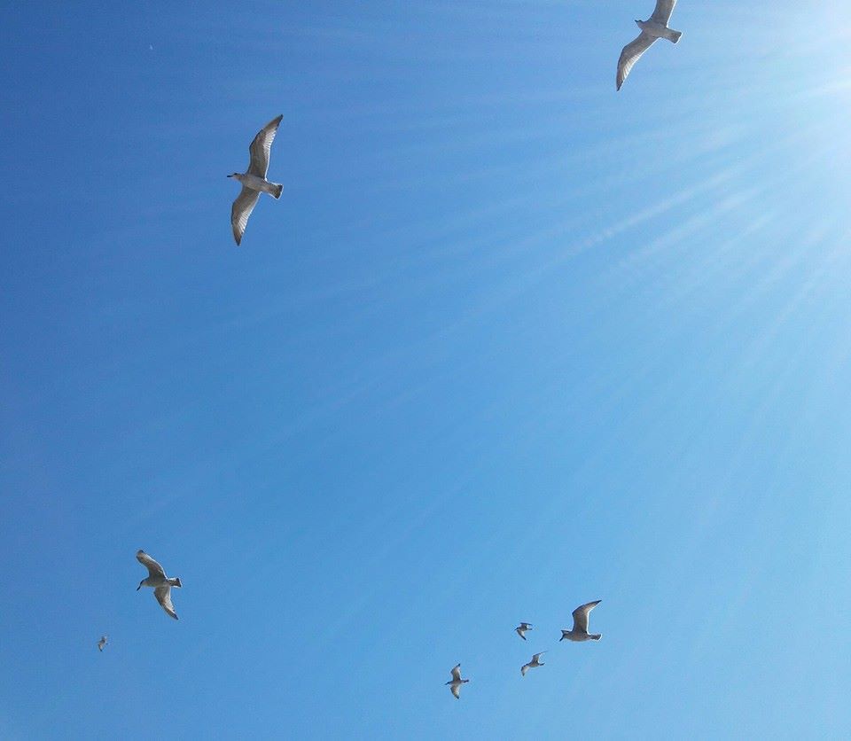 Ptaki na smyczy Słońca / Słoneczna karuzela