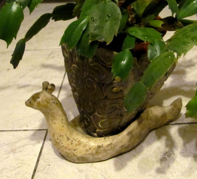 ślimak w swoim żywiole