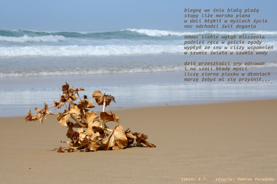 Panicaut maritime - Mikołajek nadmorski