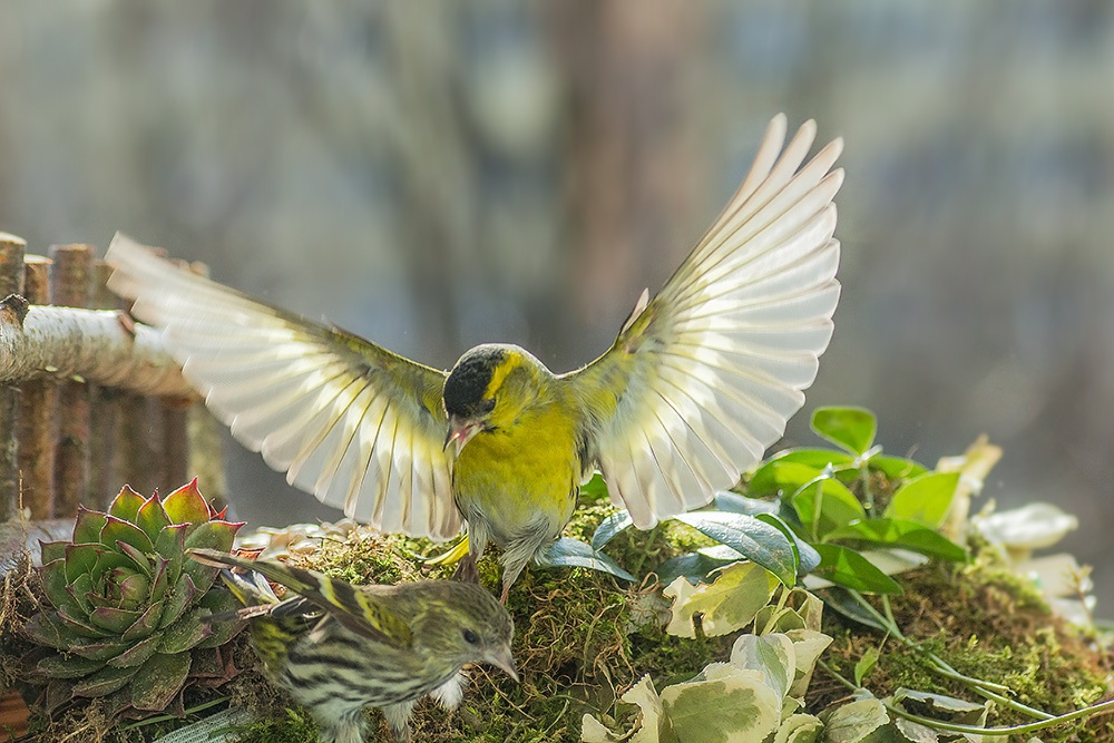 czy nie jestem podobny do orła ?
