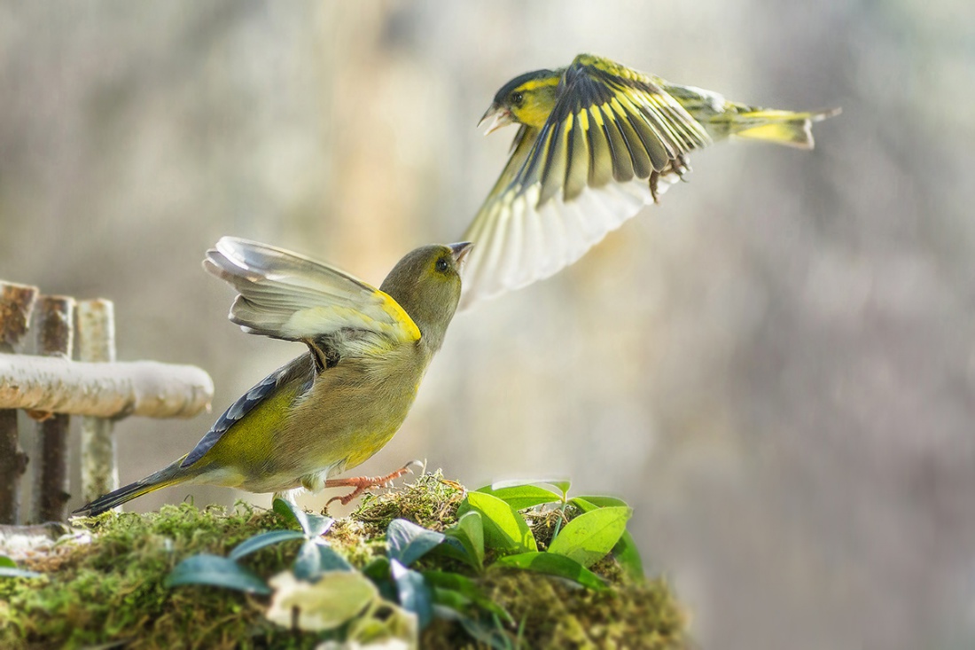 Dzwoniec kontra Czyż