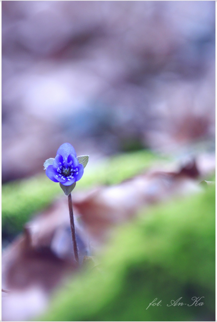 Przylaszczka pospolita