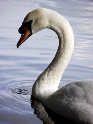 swan