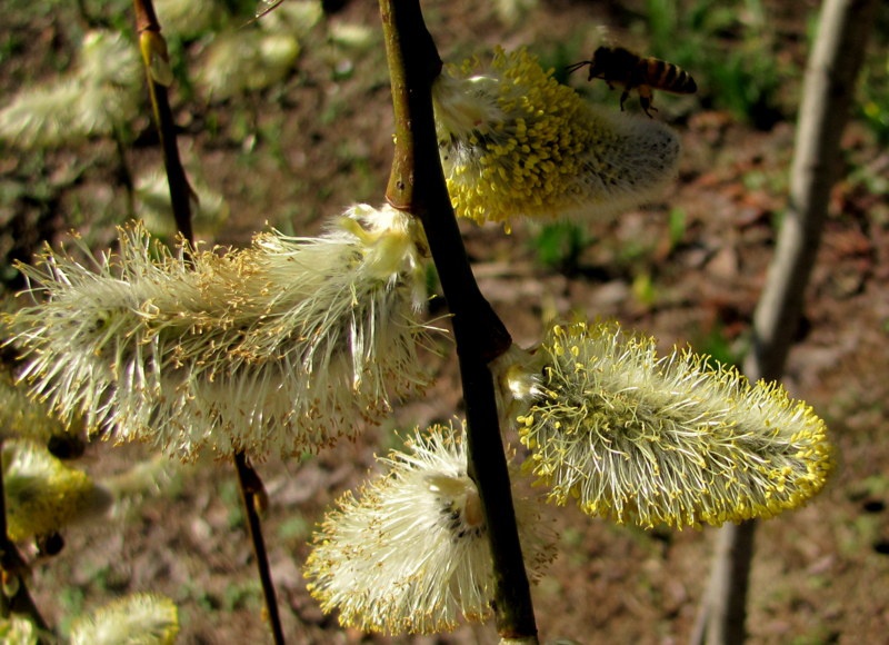 z kwiatka na kwiatek