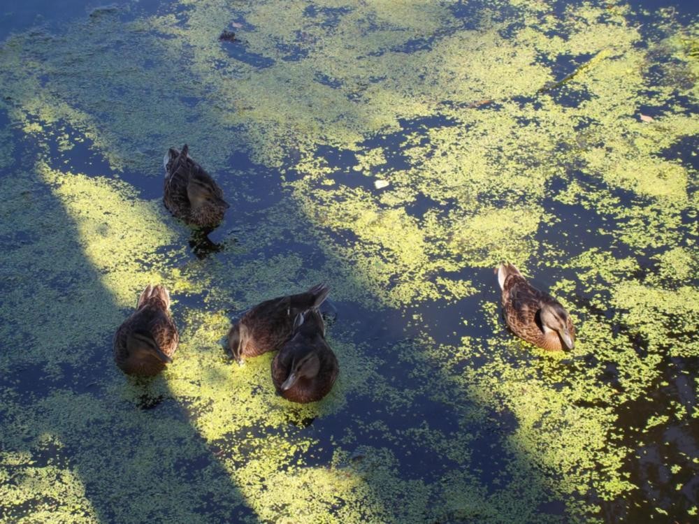 FOTO POLOWANIE (jedyn strzal i 5 kaczat)