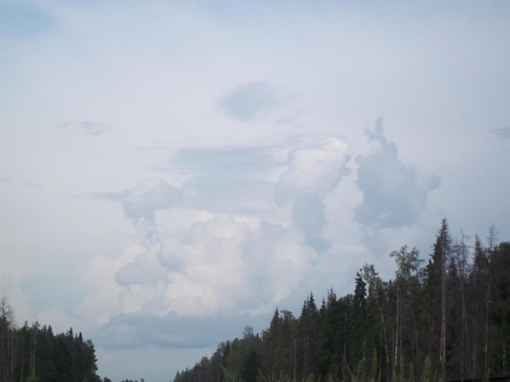 midwiadek caluje krolika