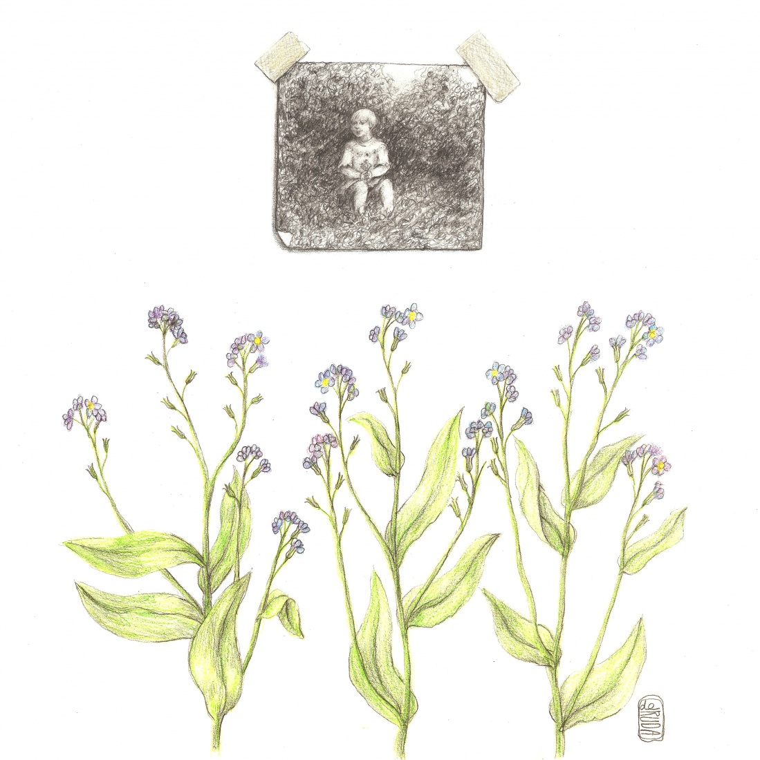 Wspomnienia i niezapominajki