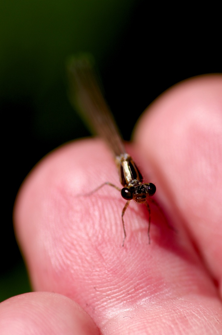 Obłaskawianie Bestii