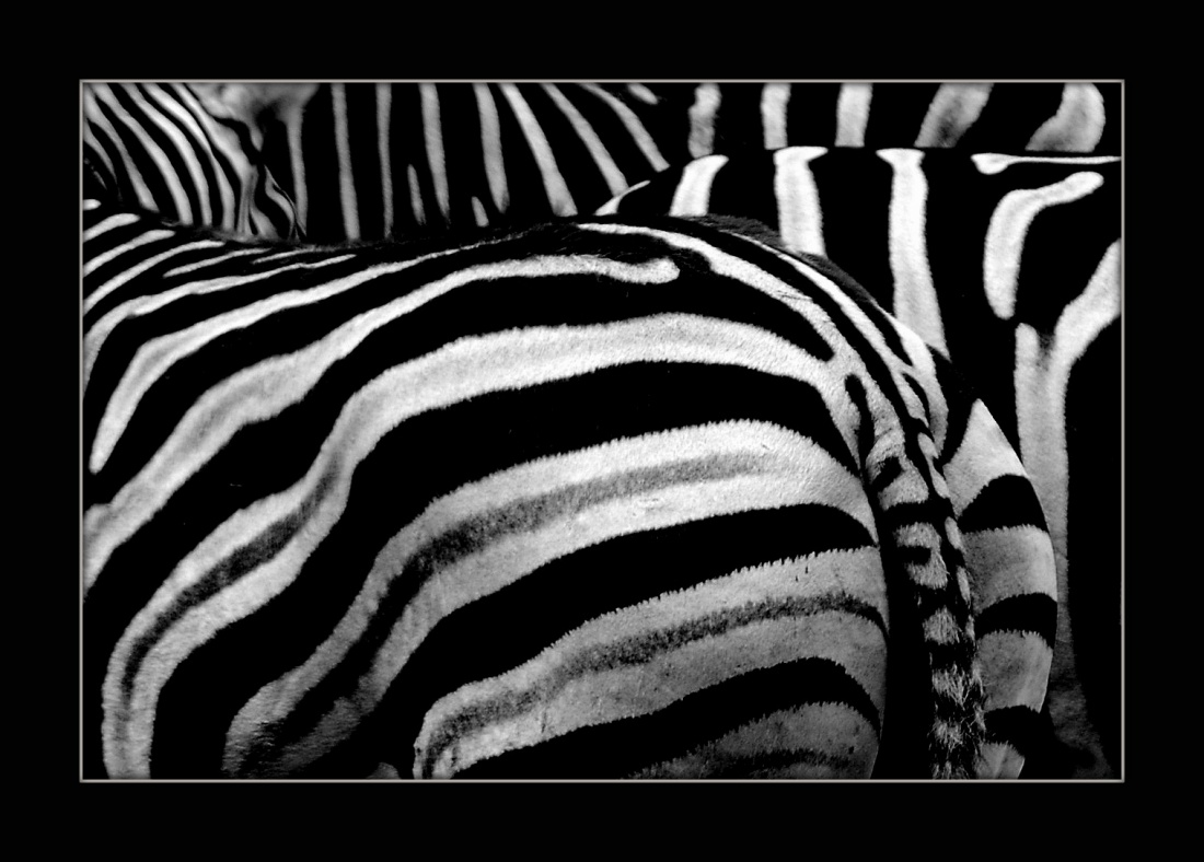 black-white &white-black