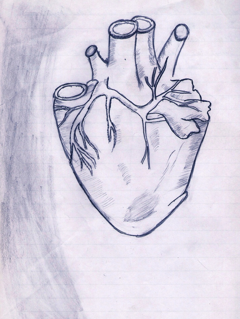 heart