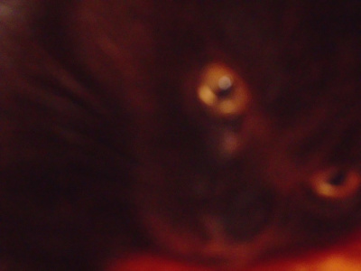Tęsknię